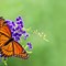 a monarch butterfly sits on purple flowers